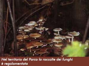 Nel territorio del Parco la raccolta dei funghi è regolamentata